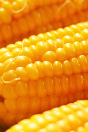 Maize