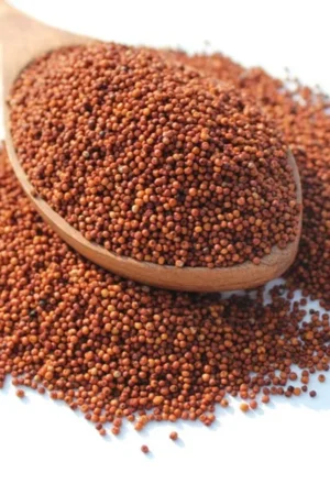 Wimbi grains